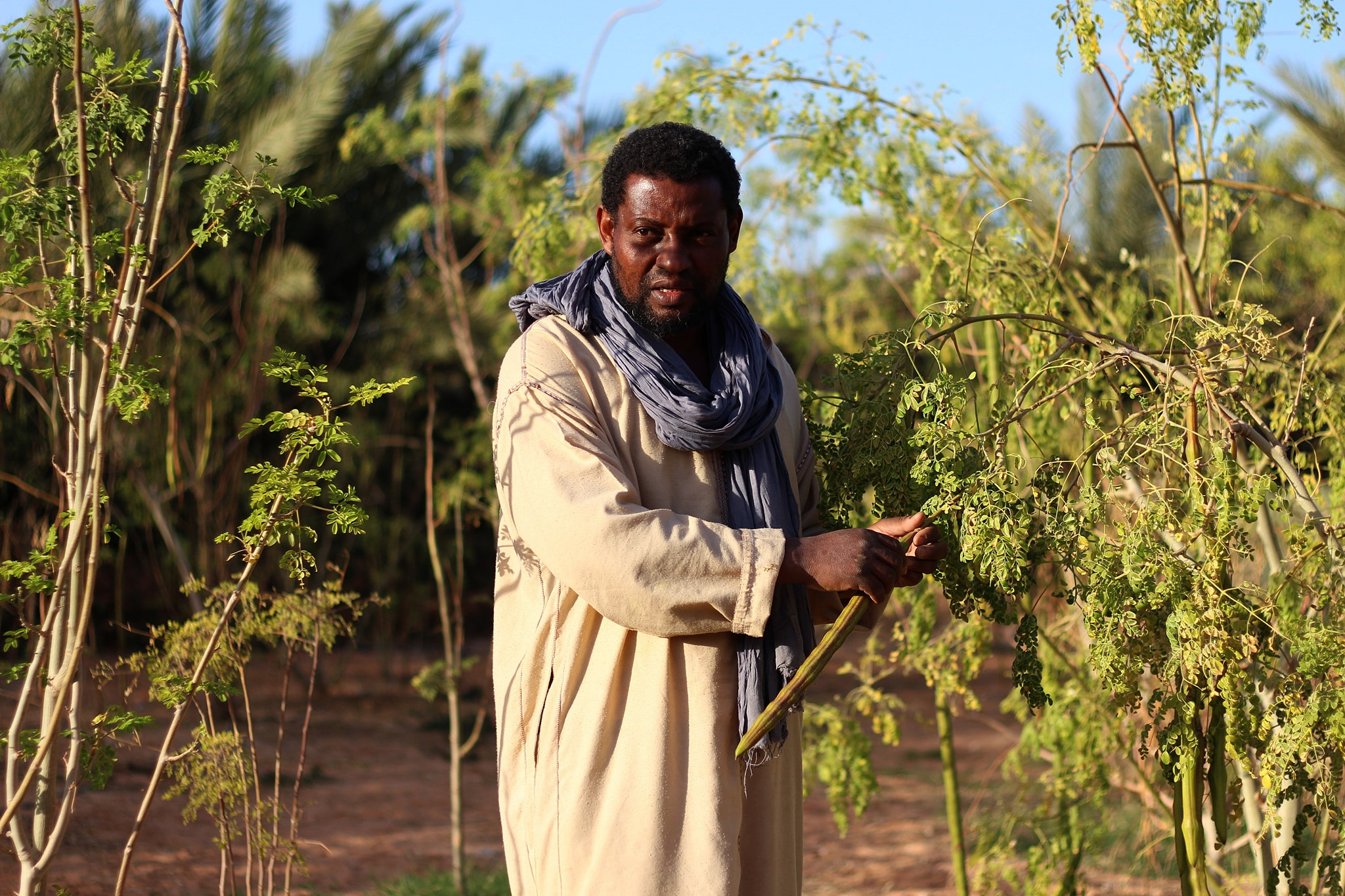 semina della moringa nel deserto algerno